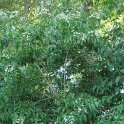 Heptacodium jasminoides